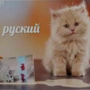 Гим Котиком Спил