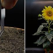 Sunflower Speed Up