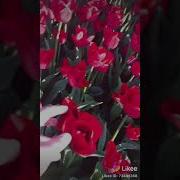 Sensiz Yashash Bo Lmaydi Oson