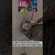 Как Спасти Котика
