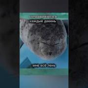 Я Тюлень Я Тюлень