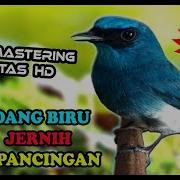 Suara Burung Selendang Biru Gacor Masteran Selendang Biru Full Isian