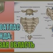 Анатомия Человека Видеоатлас Доктора Акланда Тазовая Область