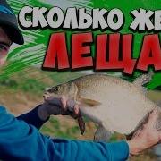 Ловля Леща На Фидер Охота И Рыбалка