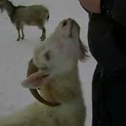Коза Стреляет Сигареты