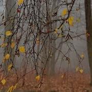 Мы Уже Не Молоды Исполняет Песню Сергей Понкратов Баян