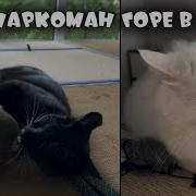 Кота Плющит От Шарика Мяты