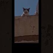 Arabic Cat