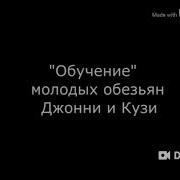 Мир Жесток Издевательство Над Обезьяной