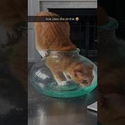 Diving Cat Something Went Wrong