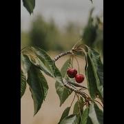 Ах Цветущая Вишня