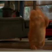 Собака Танцует С Кошкой