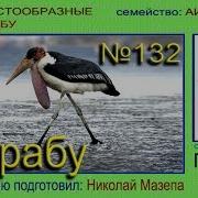 Марабу Аист Голоса Птиц