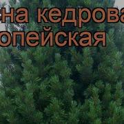 Сосна Кедровая Европейская Pinus Cembra Европейская Обзор Как Сажать Саженцы Сосны Европейская