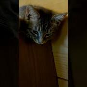 Здравствуйте Звери Меня Зовут Ной