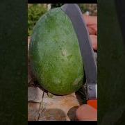 Мишар Рашид Мустафа