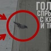 Голубь Прыгает С Крыши И Танцует