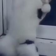 Кот Танцует Хип И Хоп