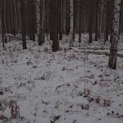 Звук Шагов В Лесу
