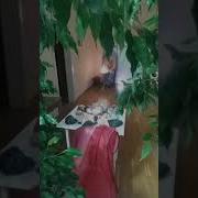 Ты Ангелом Бложенно Обнимая