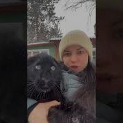 Пантера Черная Домашняя