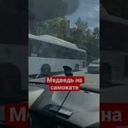 Медведь На Самокате