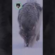 Суки Пускают Слухи Но Всегда Тянут Руки