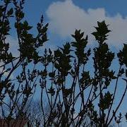 Рязанов Хочется Рухнуть В Траву Непомятую