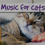 Cat Music For Sleep