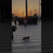 Кот Мотоциклист