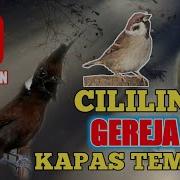 Masteran Kompilasi 2020 Kapas Tembak Cililin Cucak Jenggot Gereja