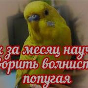 Три Фразы Для Попугая