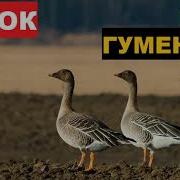 Гусь Гуменник Голос