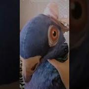 А Что Мне Говорить Как Пикми Няша Или Как Твой Бухой Батя