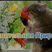 Песня Мультяшного Пса