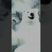 Реклама С Медведем Про Мороженое