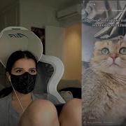 Тендерлибае Котенок
