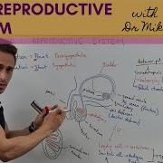 Male Reproductive System