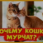 Почему Кошки Мурчат