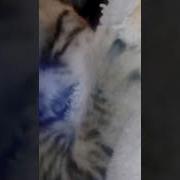 Ася Сосёт Хрлат