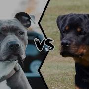 Pitbull Vs Rottweiler