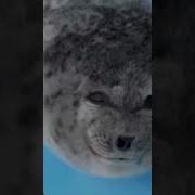 Для Чего Тюленю Так Много Сил