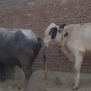 Mixed Animals Mating Unnatural And Massive Animals Mating