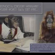 Начальник Михаил Ножкин Шуточная Песенка