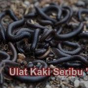 Si Luwing Ulat Kaki Seribu Luwe