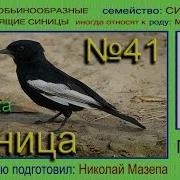 Синица Африка Голоса Птиц