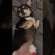 Шапку Невидимку На Пи Надену