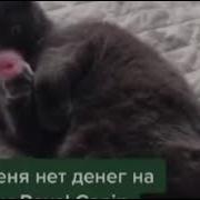 Котик Нужно Зарабатывать Денежка Зарабатывается