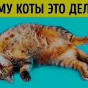 Звуки Животного Маргая