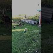 Фирдус Тямаев Чын Аул Егетләре